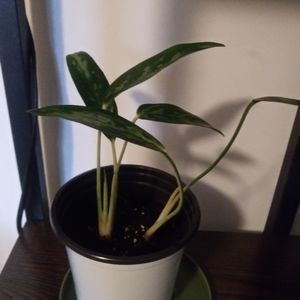 Dieffenbachia #4